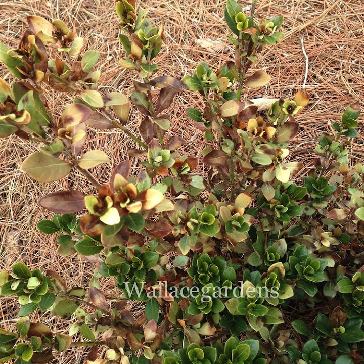 clean up after the polar vortex springgardening, container gardening, flowers, gardening, landscape, perennial, This evergreen Gardenia Crown Jewell has some leaf burn Wait until mid April to prune away the damaged branches