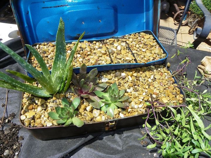 toolbox succulent garden, flowers, gardening, repurposing upcycling, succulents, Succulents love the gravel around them especially if you don t live in a hot climate like I do Also placed in the bottom gravel adds to the drainage