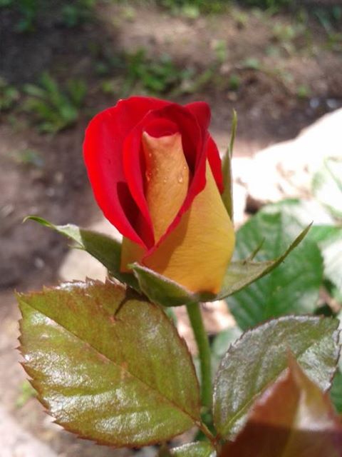 my newest addition to my roses, gardening