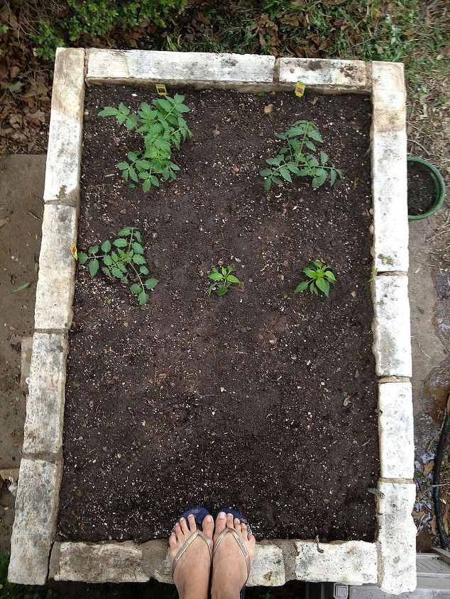 make a salsa garden, gardening, raised garden beds