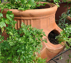 6 unusual herbs to plant in your spring garden, gardening, Chervil grows in a clay planter Photo fred b Flickr