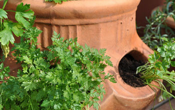 6 Unusual Herbs to Plant in Your Spring Garden