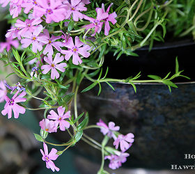 colorful terrarium tutorial, container gardening, crafts, gardening, terrarium, OK this Phlox really has to go back outside to get planted in the ground now