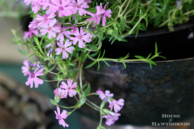 colorful terrarium tutorial, container gardening, crafts, gardening, terrarium, OK this Phlox really has to go back outside to get planted in the ground now