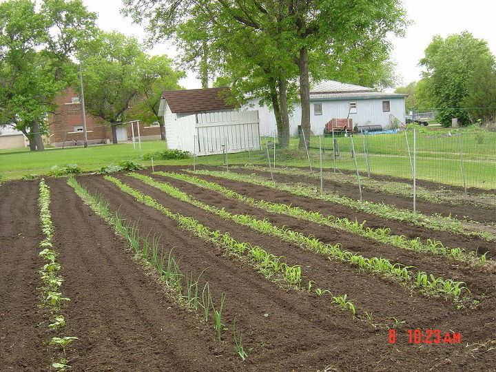 this is my garden here in nd it is 50ft wide and about 60 ft long, gardening, Corn onions