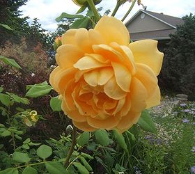 easy tips for pruning roses, gardening, Rose Golden Celebration shrub rose