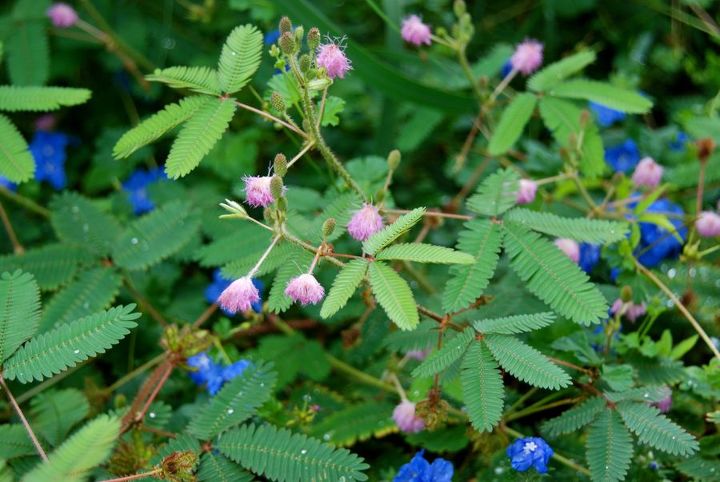 phipps conservatory in fall, gardening, A large planting of the sensitive plant Mimosa pudica delighted the kids And the large planting of vivid blue Anchusa capensis beneath it delighted me