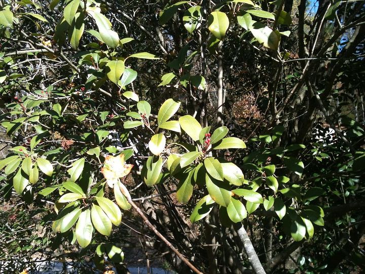 help identifying trees, gardening, tree 1