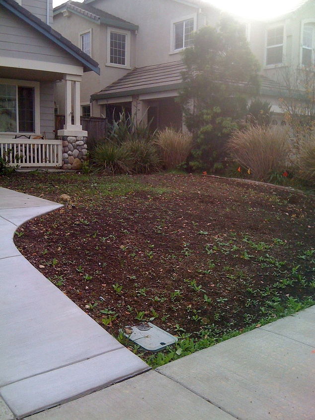 q low maintenance lawn starting from scratch need input, curb appeal, gardening, landscape, succulents, We had the driveway widened