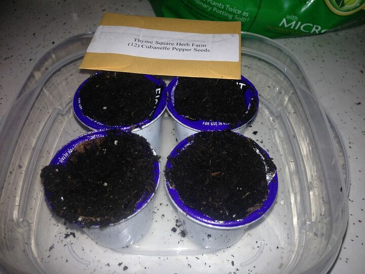 using k cups for seed starters, gardening, Using K cups for starting seeds