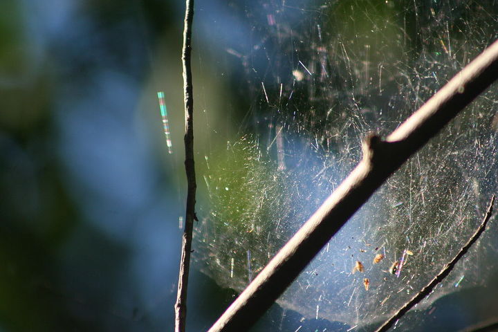 i love photographing mother nature a spider web from two angles, gardening, Same spider web with the sun behind my back
