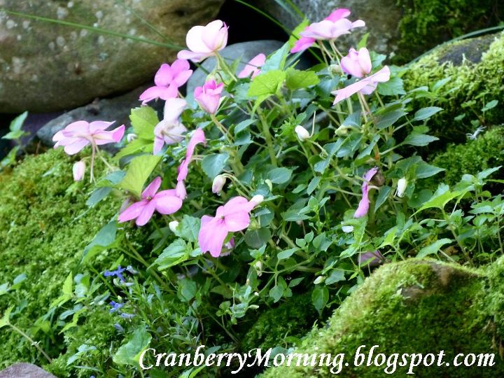 making an inexpensive garden pond, outdoor living, perennial, ponds water features, Alongside the pond garden stream we placed rocks that are now moss covered I kept enough room between some rocks so that I could place a pocket of soil and plant impatiens and lobelia both shade plants