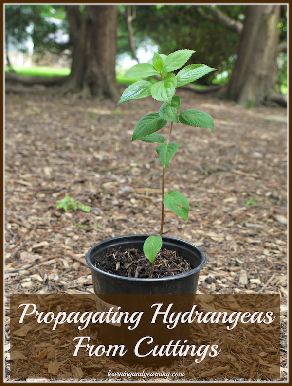 propagating hydrangeas from cuttings, flowers, gardening, hydrangea, Ready to transplant into the garden