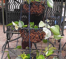 repurposed vegetable holder hanging basket, gardening, repurposing upcycling, finished product may add a little more moss to sides and dirt as they take root I ll see as it grows if I need to