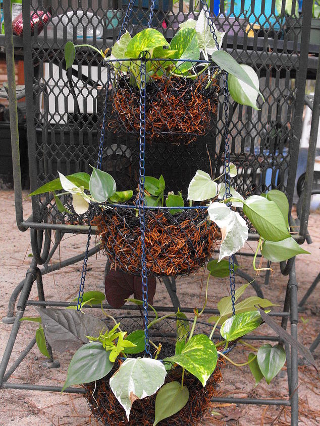 repurposed vegetable holder hanging basket, gardening, repurposing upcycling, finished product may add a little more moss to sides and dirt as they take root I ll see as it grows if I need to