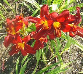 gorgeous late blooming daylilies, flowers, gardening, perennials, Daylily Mohican Chief really knocks your socks off
