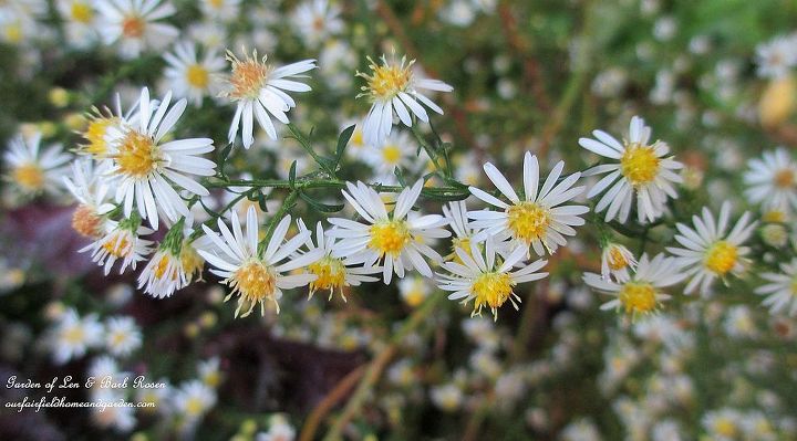 fall is in the air, flowers, gardening, seasonal holiday d cor, wreaths, Native Asters
