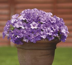 garden media releases best new garden plants products for spring 14, container gardening, flowers, gardening, Suntory Surfinia Heavenly Blue
