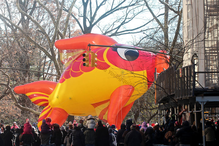 id needed re characters in entertainment, seasonal holiday d cor, thanksgiving decorations, An unidentified fish marches swims out of water in Macy s 2013 Thanksgiving Parade View Five at CPW Image featured