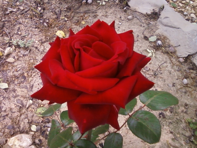 more of my roses, gardening