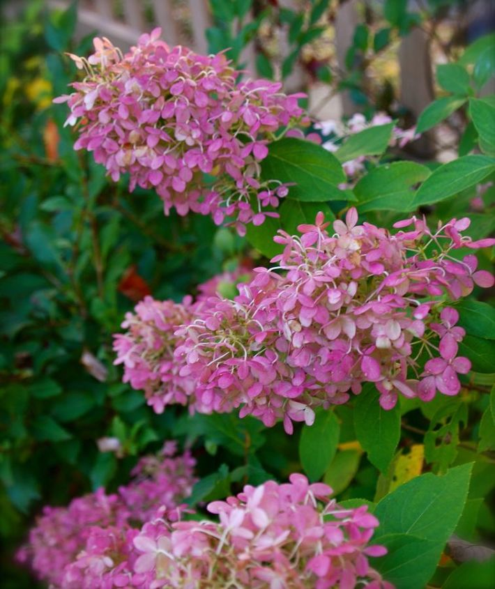 gardening in pennsylvania october 2013, flowers, gardening, hydrangea, Hydrangea Limelight changes from whtie to vibrant pink as October continues here in Pennsylvania