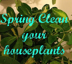 spring clean your houseplants, cleaning tips, gardening