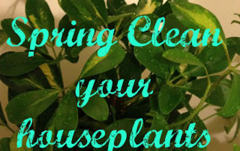 Spring-Clean Your Houseplants