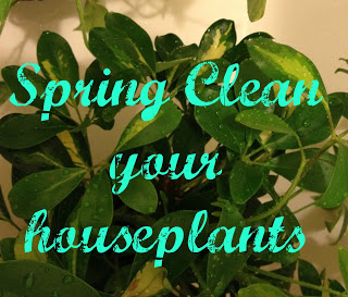 limpe suas plantas de interior na primavera