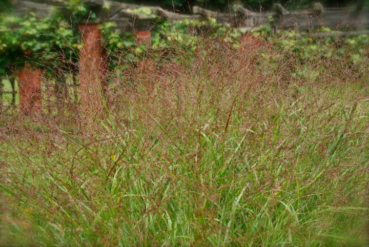 o grande jardim de trs acres de stan hywet parte 1, Switchgrass Panicum virgatum 39 Heavy Metal 39 ecoa o vermelho da p rgula de tijolos que atua como limite norte do Grande Jardim
