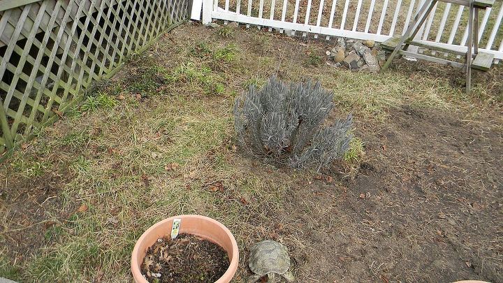 my perennial garden year 2, flowers, gardening, perennials, bed to left of path Lavender plant survived the winter some wildflowers starting to come up near the lattice