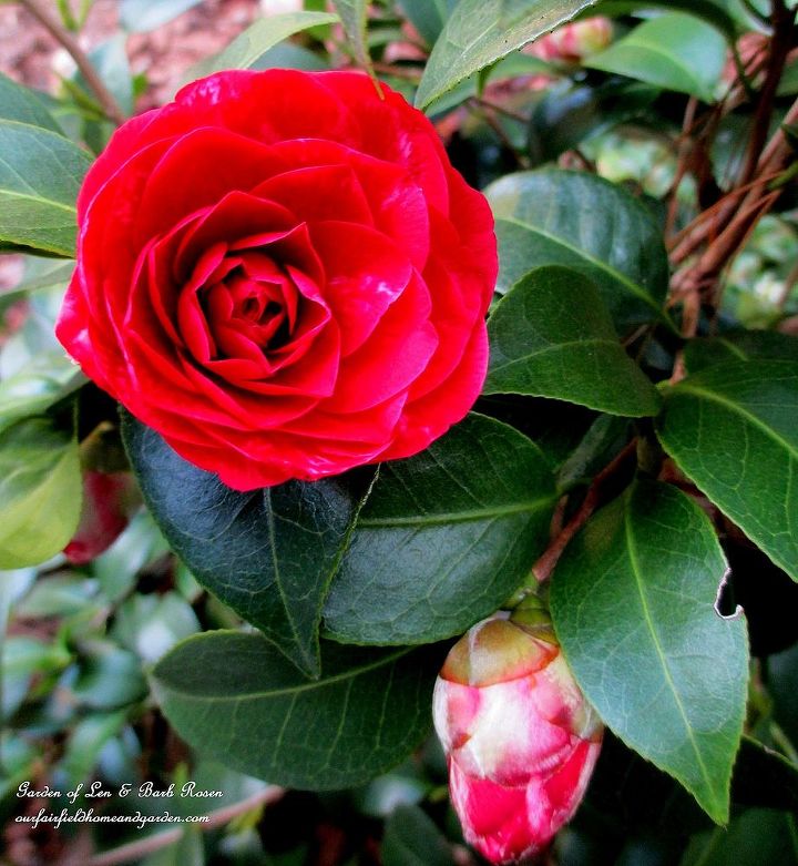 spring is blossoming, gardening, Black Tie Camellia