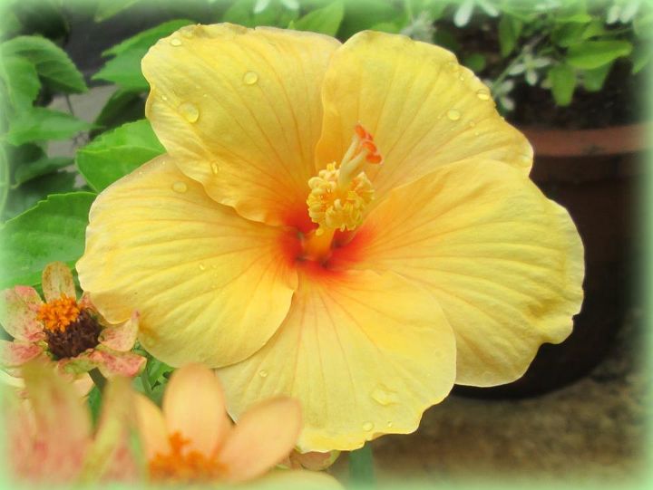 flowers in my garden which are native to our region, flowers, gardening, hibiscus, Yellow Hibiscus