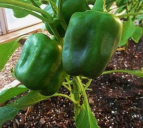 veggies, gardening, green pepper