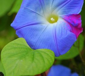 morning glory another color mutation, gardening