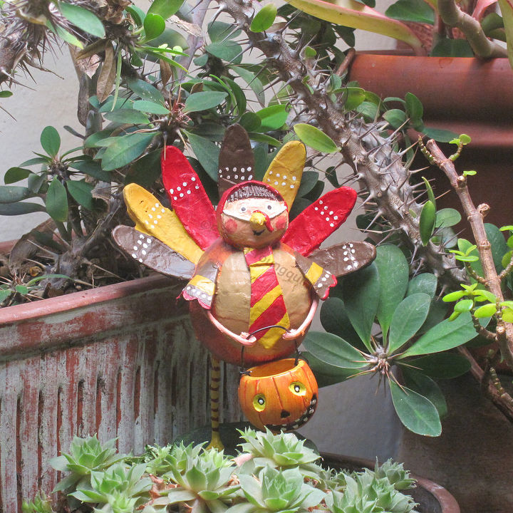 conclusion of follow up halloween decor part 4 of 4, flowers, gardening, halloween decorations, seasonal holiday d cor, succulents, thanksgiving decorations, Dressed as a turkey a trick OR treater enjoys being with succulents VIEW TWO