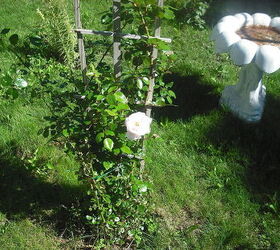 sharing my roses and flowers with garden 2, flowers, gardening, outdoor living, This rose bush is about 6 yrs old and bloomed for the first time last year a rambler and pink white roses and so light and smelled so nice would not get rid of it and glad I did not