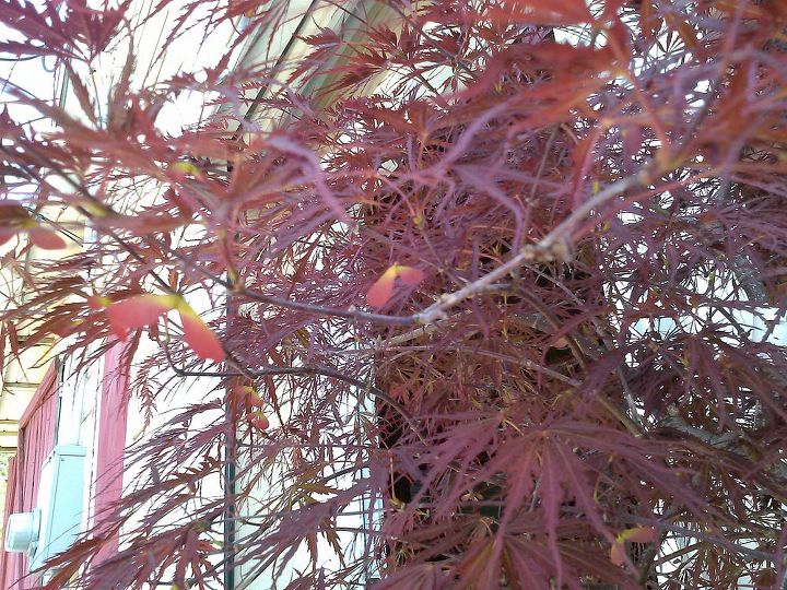 my love affair, Red Dragon