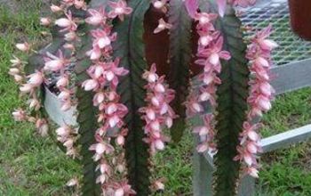 Help me identify this beautiful plant. I would also like to know where