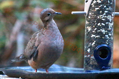 the back story part one of tllg s rain or shine feeders, outdoor living, pets animals, Mourning Doves will eat from any place but this guy gal seemed happy View Two with the Droll on a table