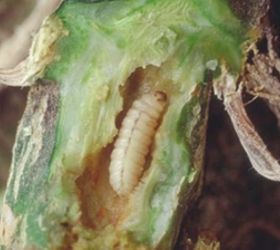 how to get rid of squash bugs squash vine borers, flowers, gardening, pest control, Squash Vine Borers Larve