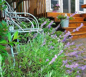 q how do you remove the dried lavender buds from the plant, gardening