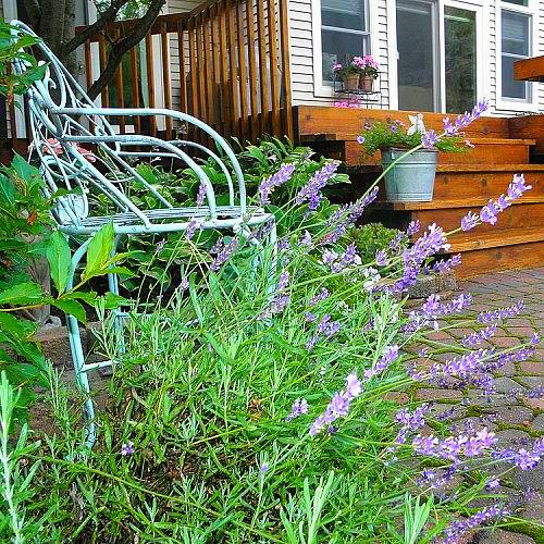 como voc remove os botes secos de lavanda da planta