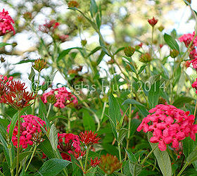 a visit to morikami gardens, gardening, outdoor living, Rondeletia leucophylla or Panama rose