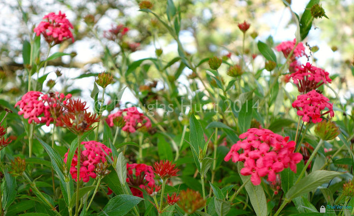 uma visita aos jardins morikami, Rondeletia leucophylla ou rosa do Panam