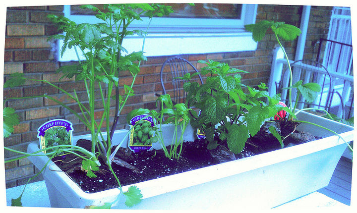 my little potted garden, flowers, gardening, Cilantro basil and mint the cilantro died because I didn t prune it enough and the mint overtook the planter so I replanted it in it s own pot and the basil as well They are both still thriving
