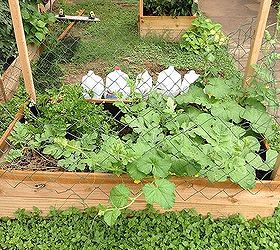 my inexpensive space limited apartment dweller garden, diy, flowers, gardening, how to, raised garden beds, urban living, Watermelon and cantaloupe