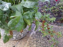 this came up in my planter with my coconut palm, gardening