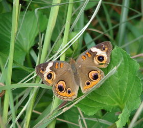 today s garden visitors, gardening, pets animals, Another view of that buckeye