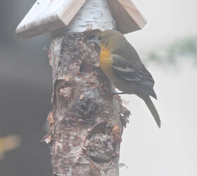 the loss of a visiting bird borrowed time, gardening, pets animals, Emily s Day 4 View 1 Checking out a suet log