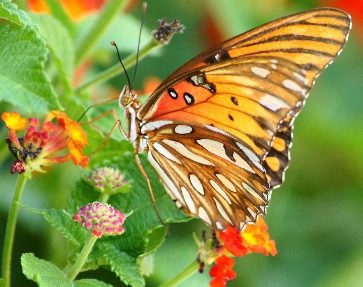 butterfly amp lantana thriving in horrid oklahoma heat, flowers, gardening
